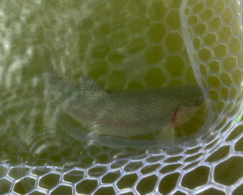 ニジマスの釣果