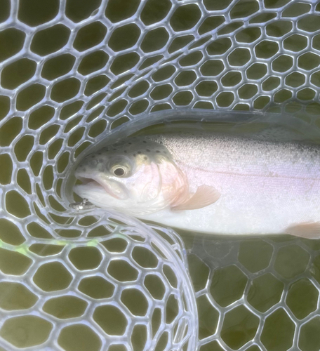 ニジマスの釣果