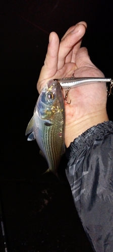 コノシロの釣果