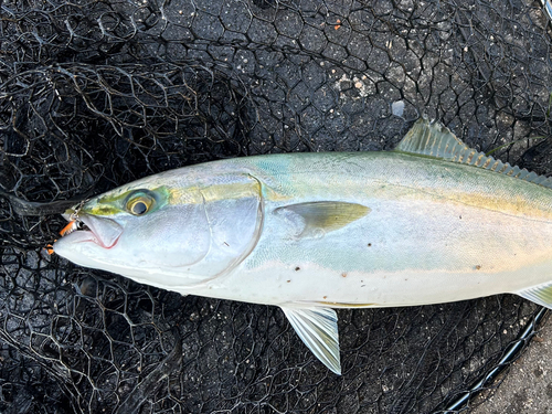 ハマチの釣果