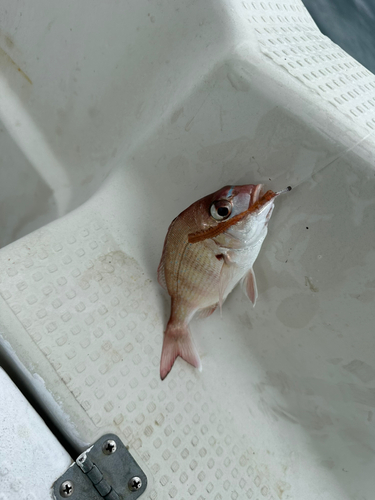 マダイの釣果