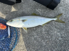 イナダの釣果