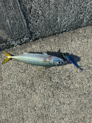 サバの釣果