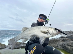 ヒラスズキの釣果