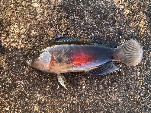 メギスの釣果