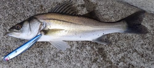 スズキの釣果