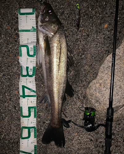 シーバスの釣果