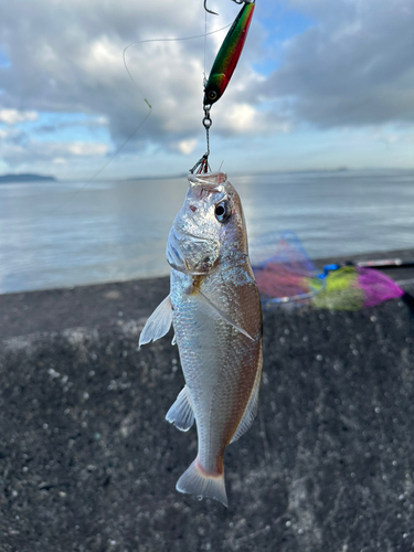 シログチの釣果