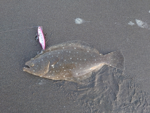 ソゲの釣果