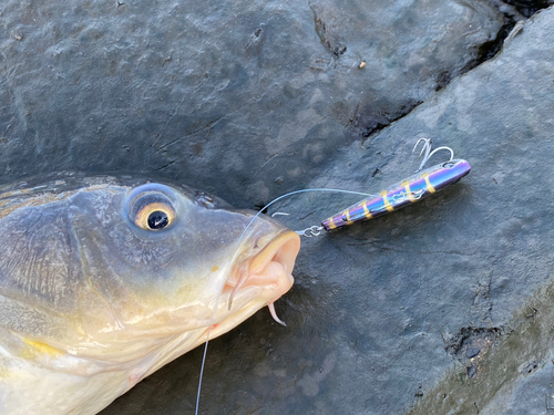 コイの釣果