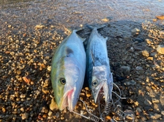 ヤズの釣果