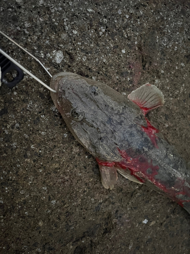 マゴチの釣果