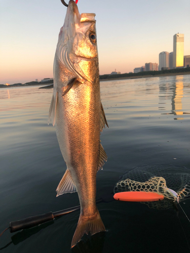 シーバスの釣果