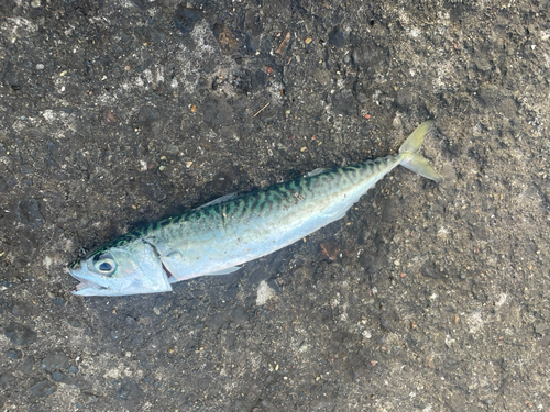 サバの釣果