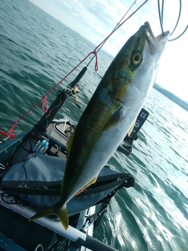 ハマチの釣果