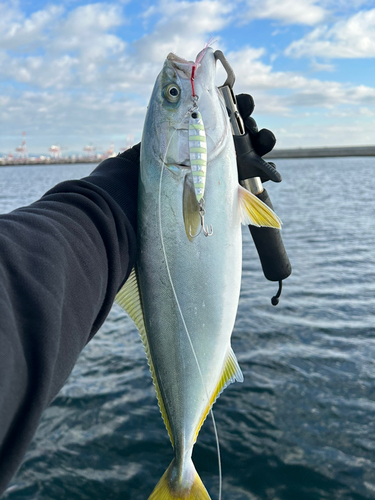 ハマチの釣果