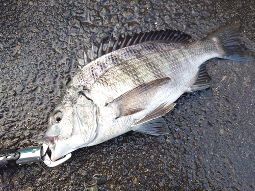 クロダイの釣果