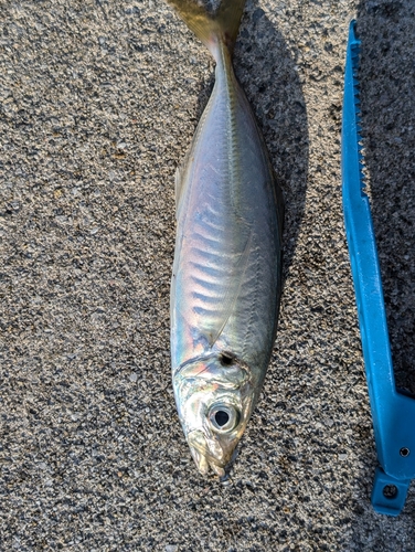 アオアジの釣果