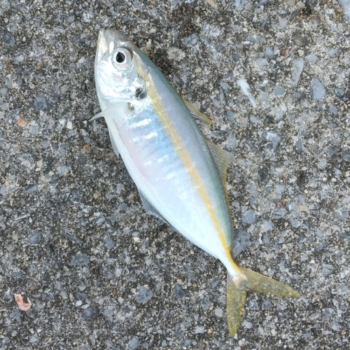 ホソヒラアジの釣果