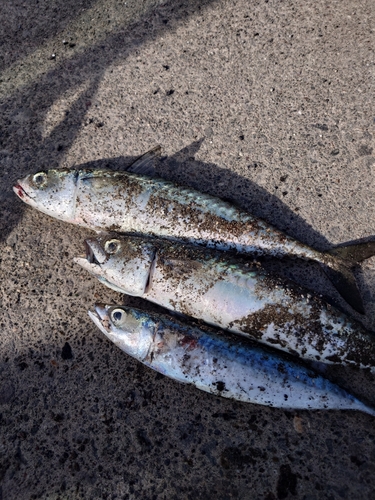 サバの釣果