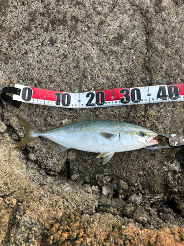 ハマチの釣果