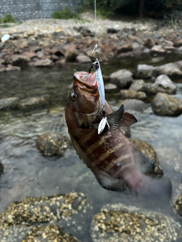 ガシラの釣果