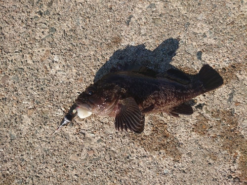 ムラソイの釣果