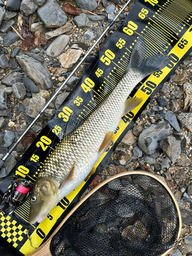 ニゴイの釣果