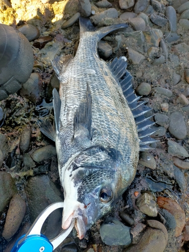 チヌの釣果