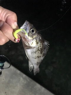 クロソイの釣果