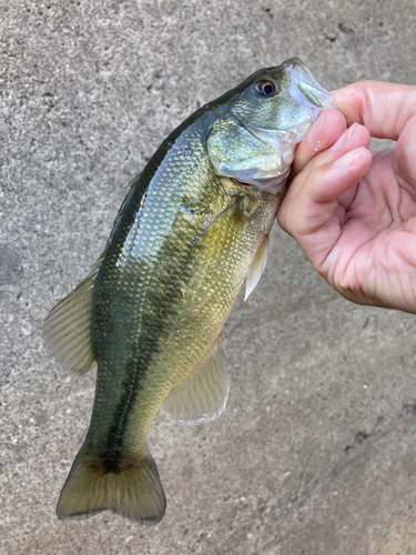 ラージマウスバスの釣果