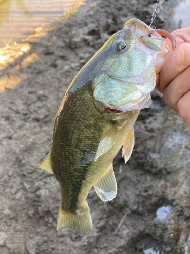 ラージマウスバスの釣果