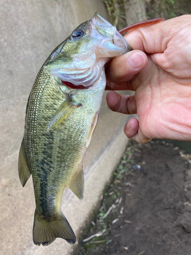 ラージマウスバスの釣果