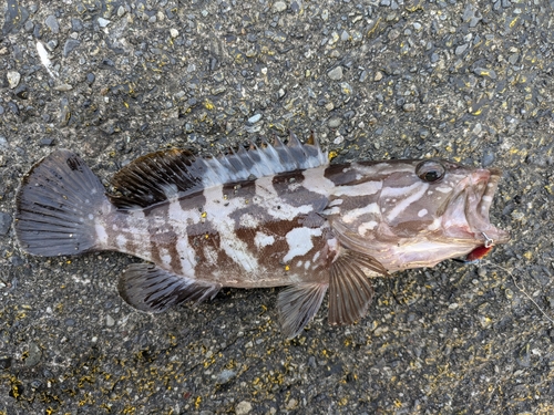 クエの釣果