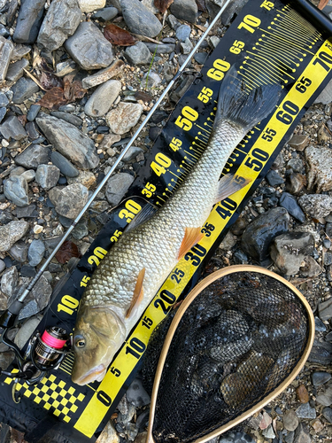 ニゴイの釣果