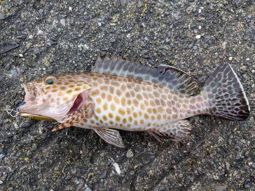 オオモンハタの釣果