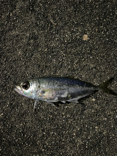 マアジの釣果