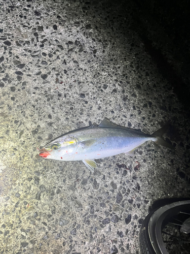 ヤズの釣果