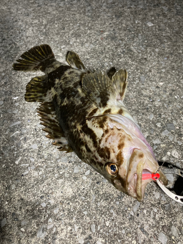 タケノコメバルの釣果