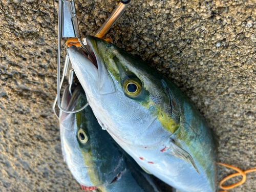 ヤズの釣果