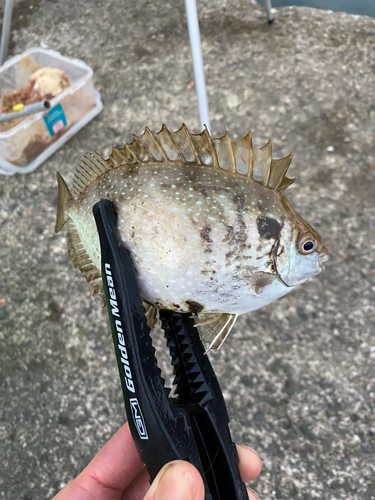 アイゴの釣果