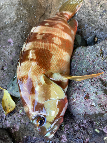 アカハタの釣果