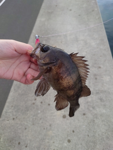 メバルの釣果