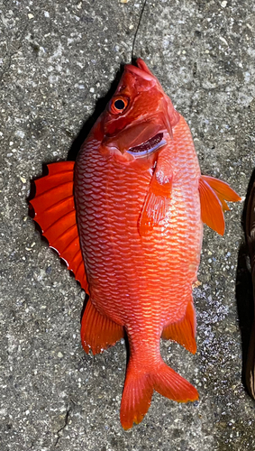 トガリエビスの釣果