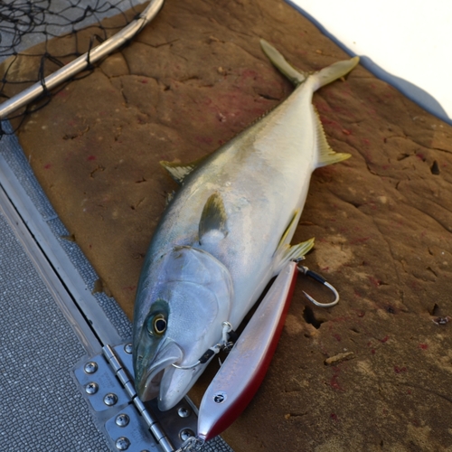 ヒラマサの釣果