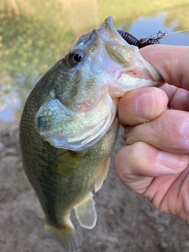 ラージマウスバスの釣果