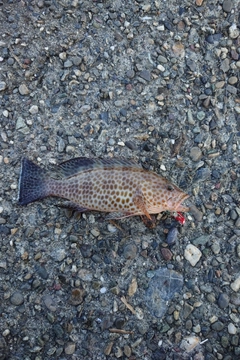 オオモンハタの釣果