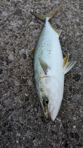 ハマチの釣果