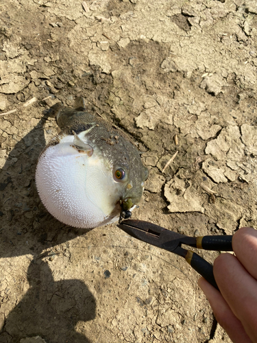 フグの釣果