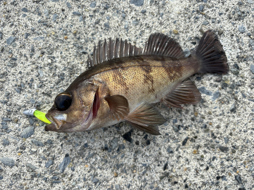 メバルの釣果